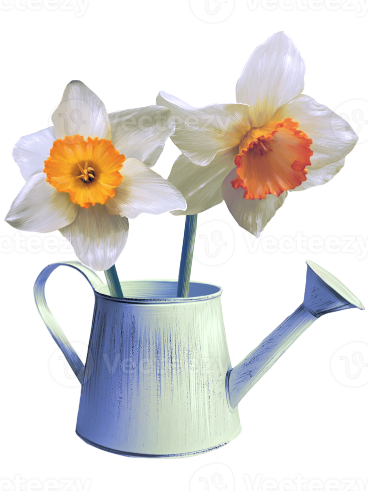 white daffodil flowers in a watering can illustration png