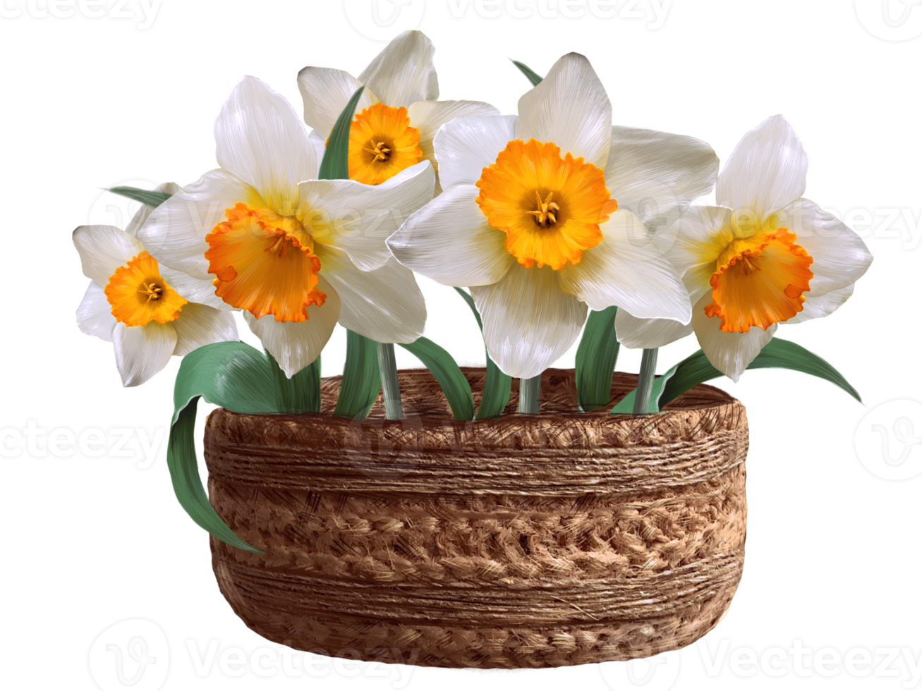 white daffodils in a basket illustration png