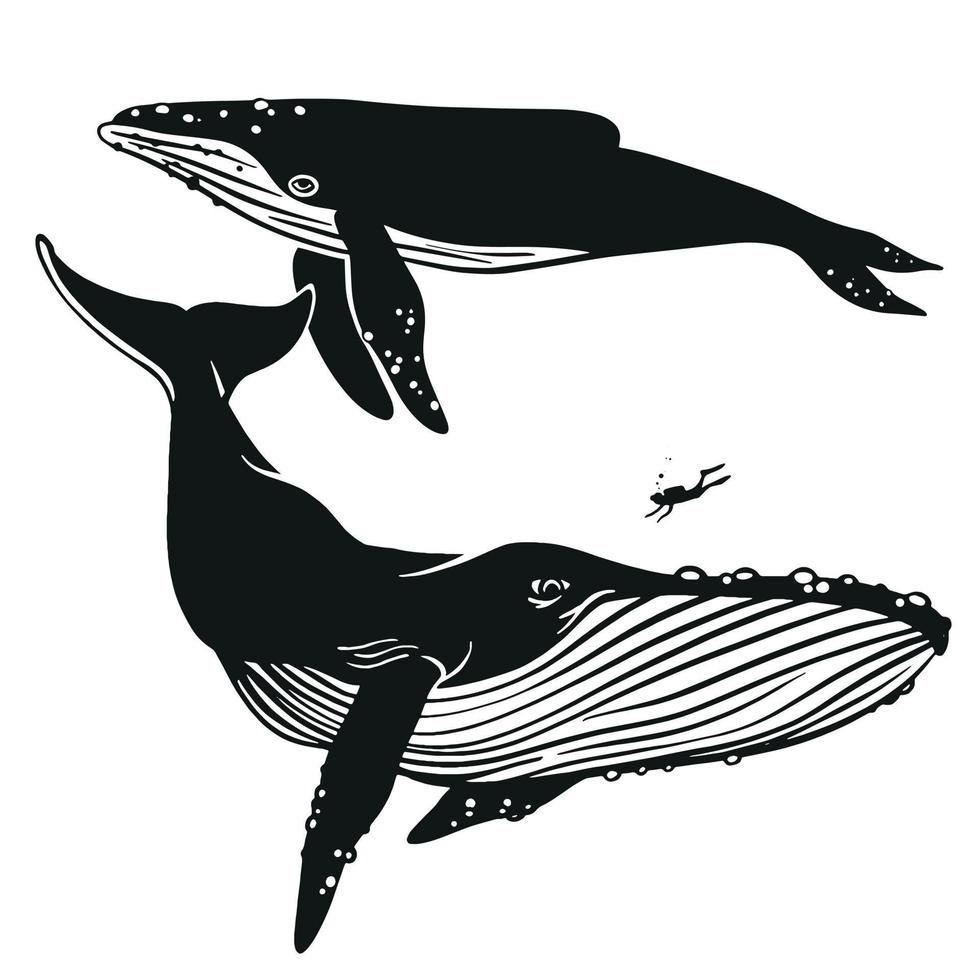 Set of vector whales. Hand drawn illustration