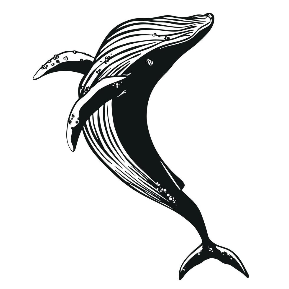 Whale vector hand drawn illustration.