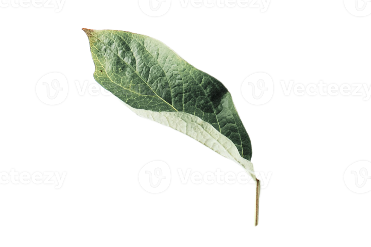 Green leaves isolated on a transparent background png