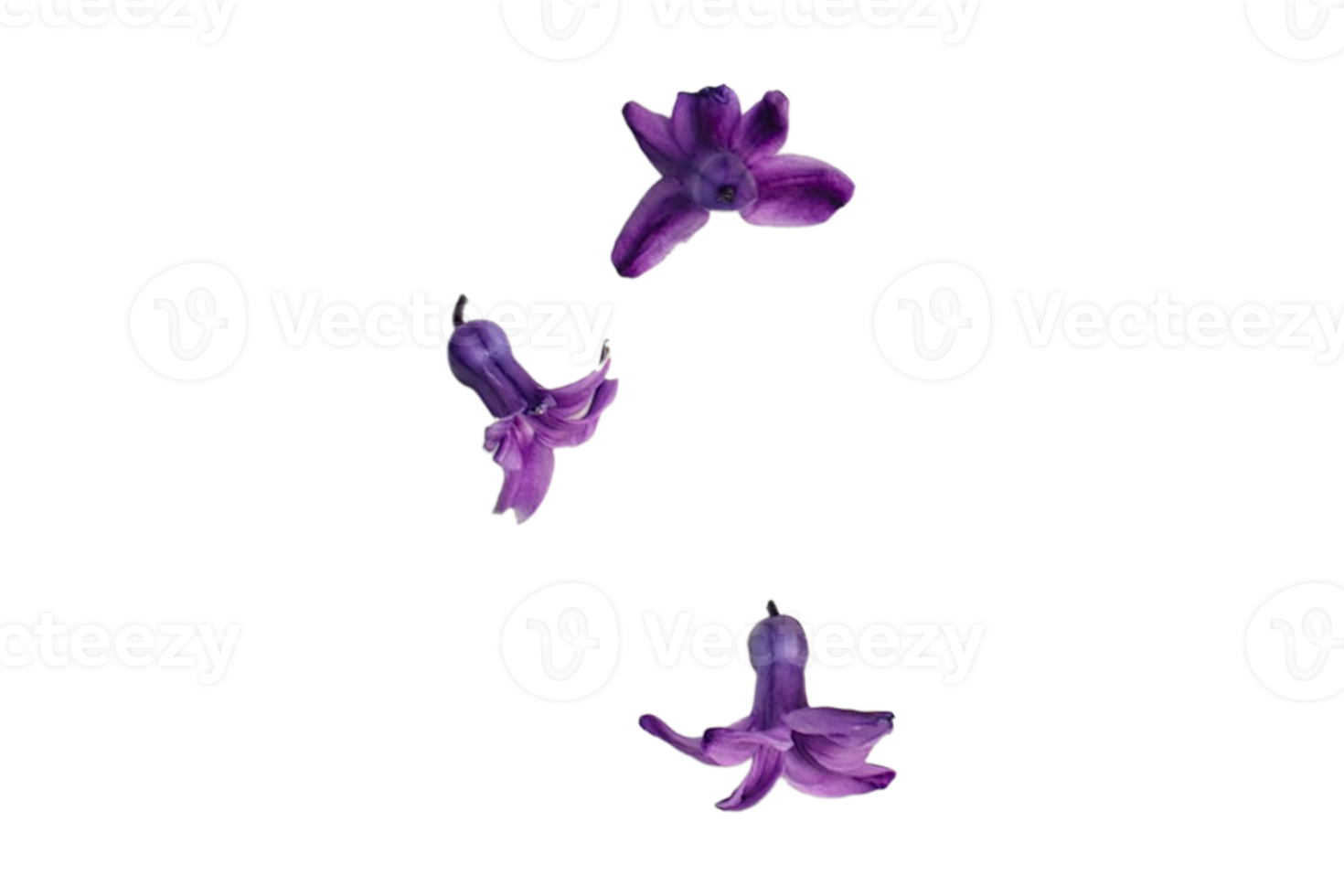 violet fleurs isolé sur une transparent Contexte png