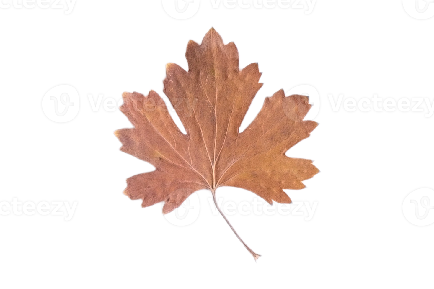 Brown dried leaf isolated on a transparent background png