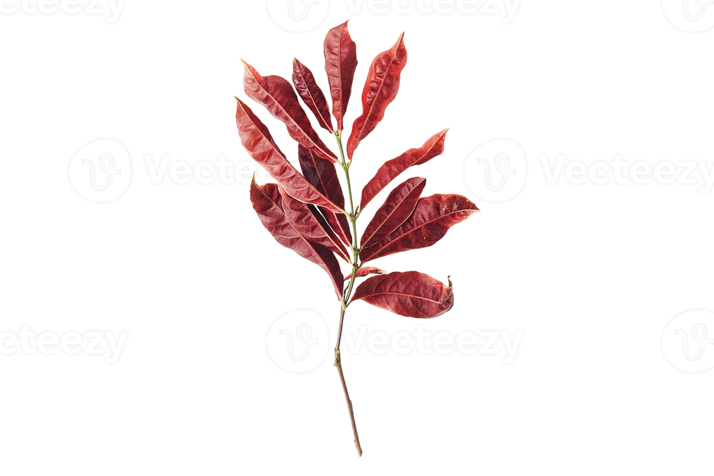 Red leaves isolated on a transparent background png