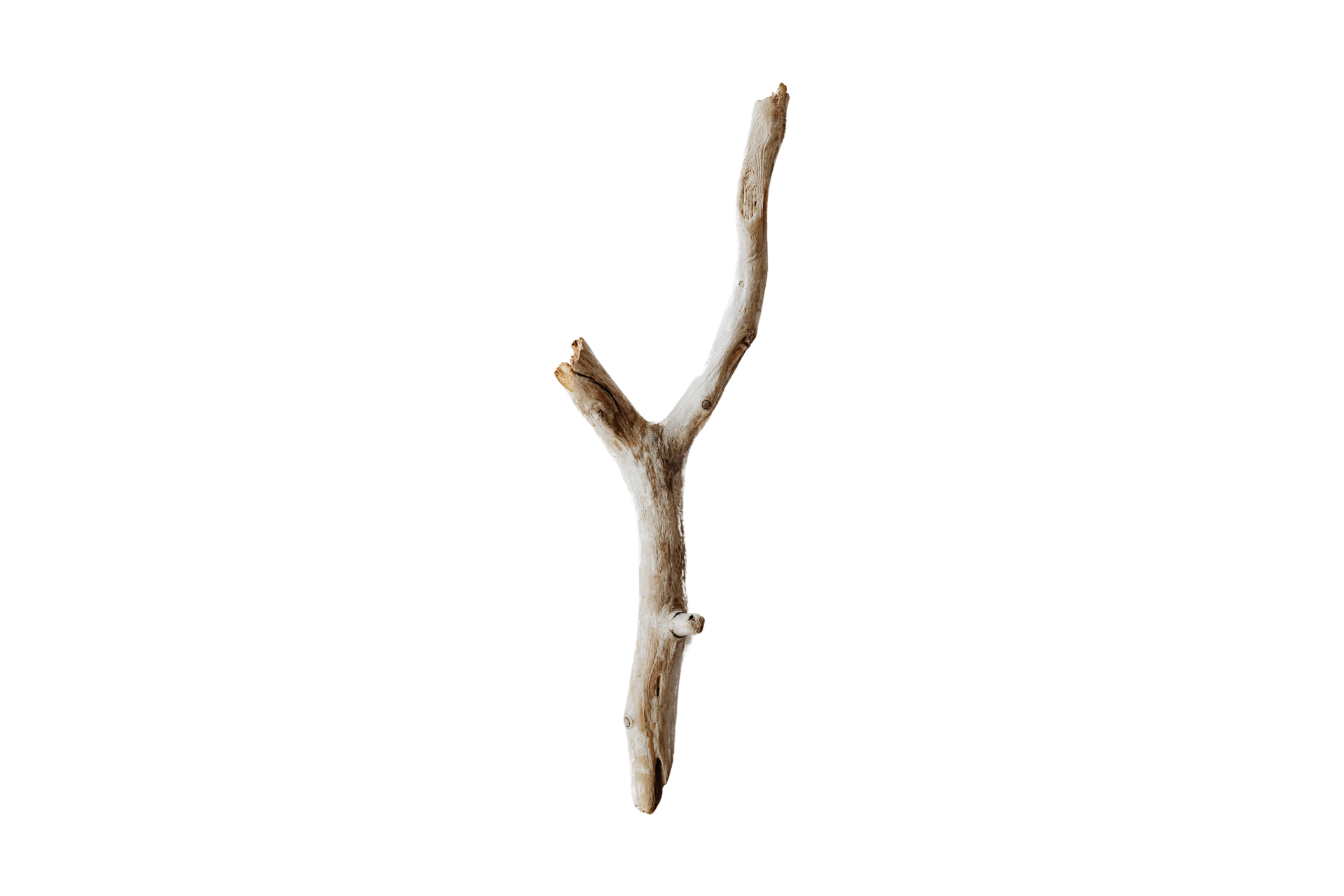 Free Beige Tree Stick Isolated On A Transparent Background 21312303 Png Free Beige Tree Stick Isolated On A Transparent Background 21312303 Png