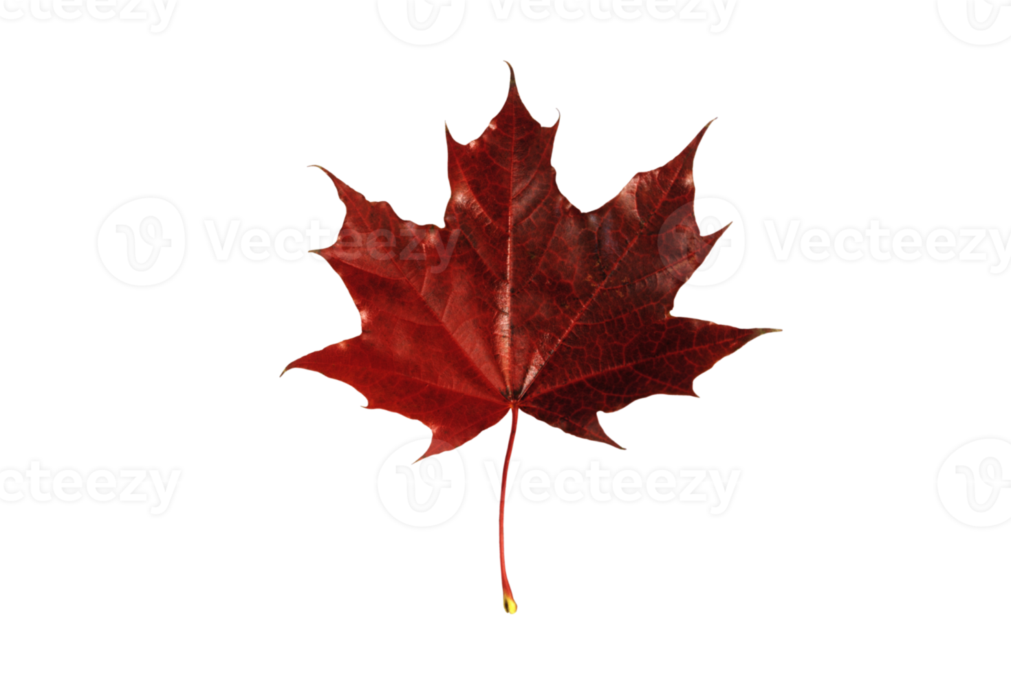 Red leaf tree isolated on a transparent background png