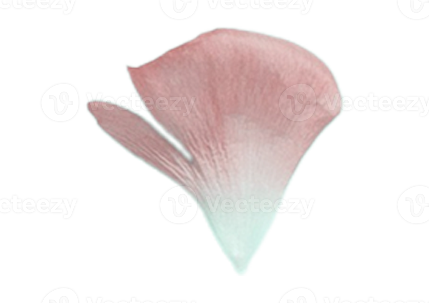 Rose petals isolated on a transparent background png