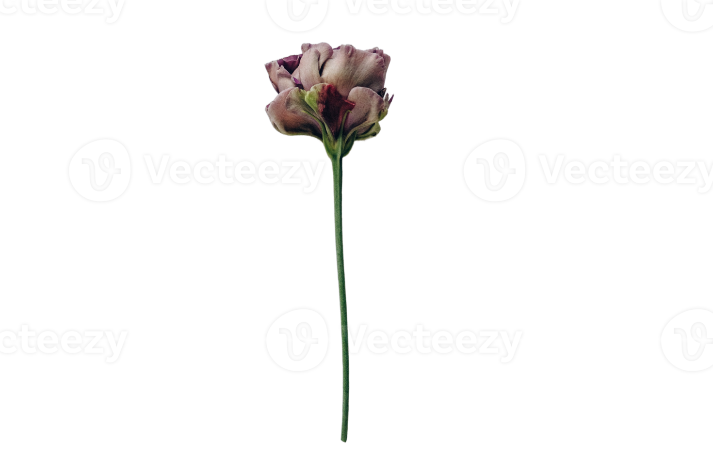 Purple flower isolated on a transparent background png