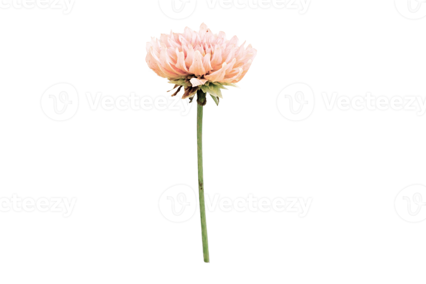Pink flower isolated on a transparent background png