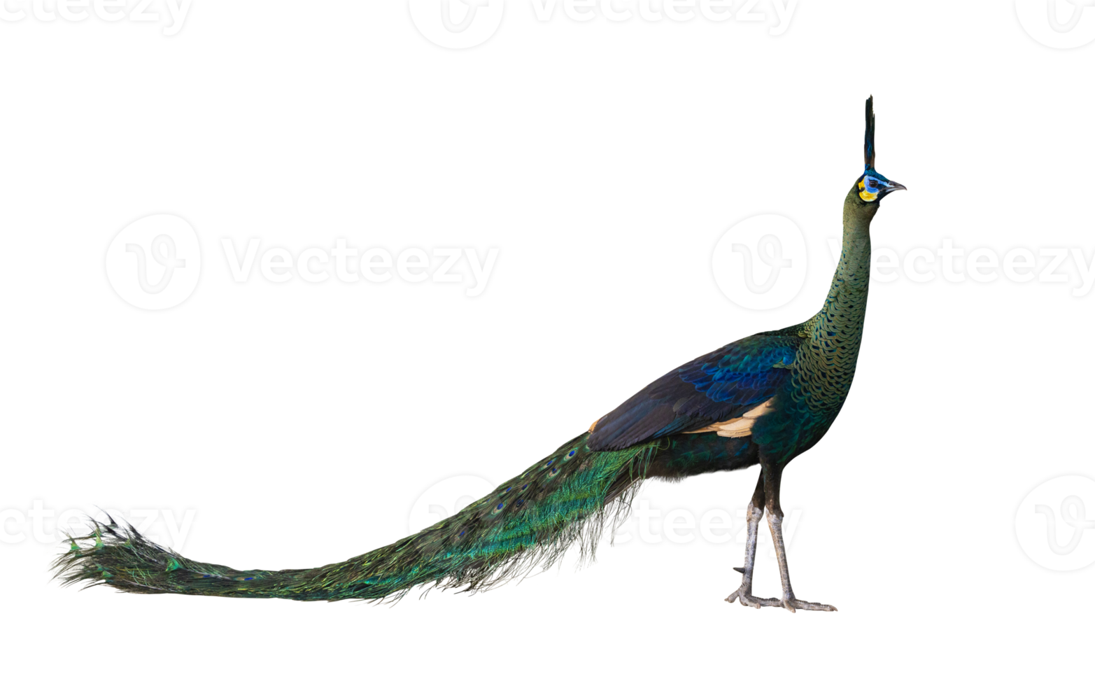 Green peafowl male or Indonesian fowl isolated on transparent background the national holy bird of Myanmar from side angle view with colorful vibrant feather color png