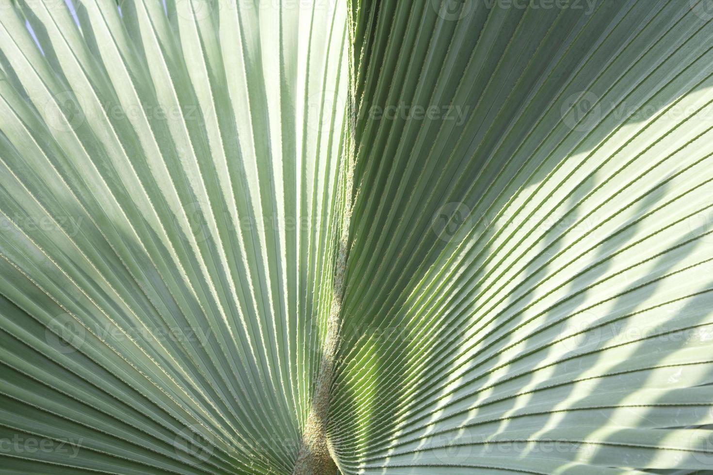 palma árboles, verde elefantes y muy grande hojas con muchos Derecho líneas en el hojas plantado para rebaja y embellecer el jardín. foto