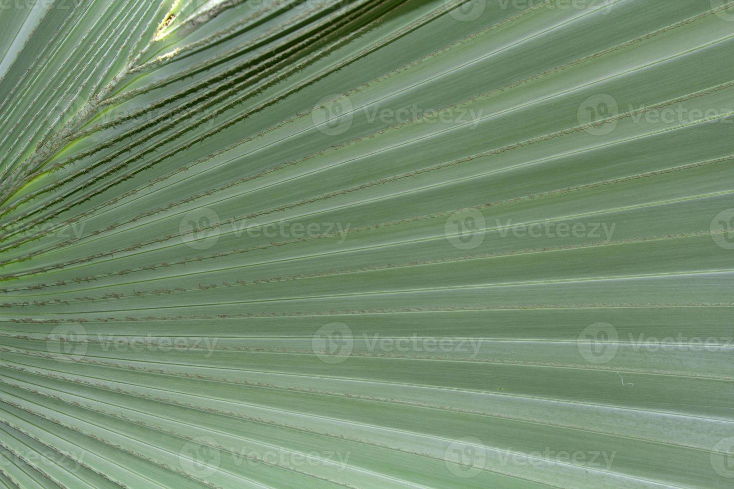 palma árboles, verde elefantes y muy grande hojas con muchos Derecho líneas en el hojas plantado para rebaja y embellecer el jardín. foto