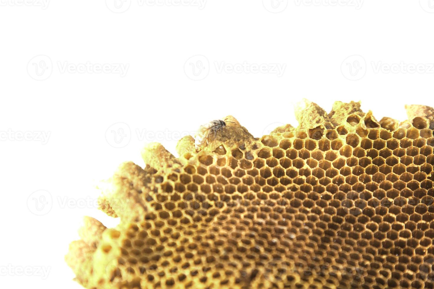 Natural honeycomb containing nectar is what humans want to make medicine, mix cosmetics and make sweets. photo