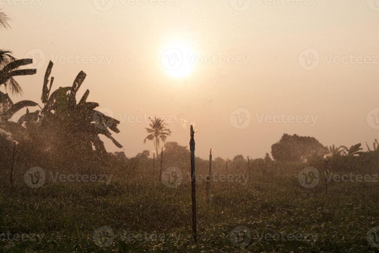 paniculata grown in a farmer's garden, is watered with sprinkler in the evening, while the sun sets, the sunshine is warm and romantic. photo