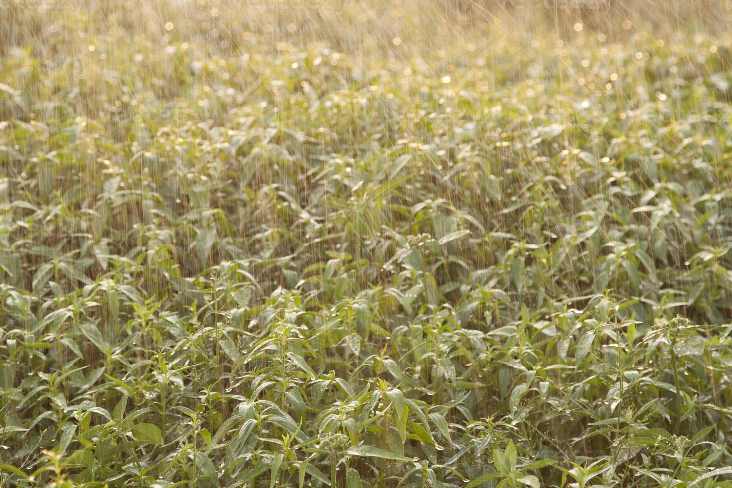 paniculata grown in a farmer's garden, is watered with sprinkler in the evening, while the sun sets, the sunshine is warm and romantic. photo