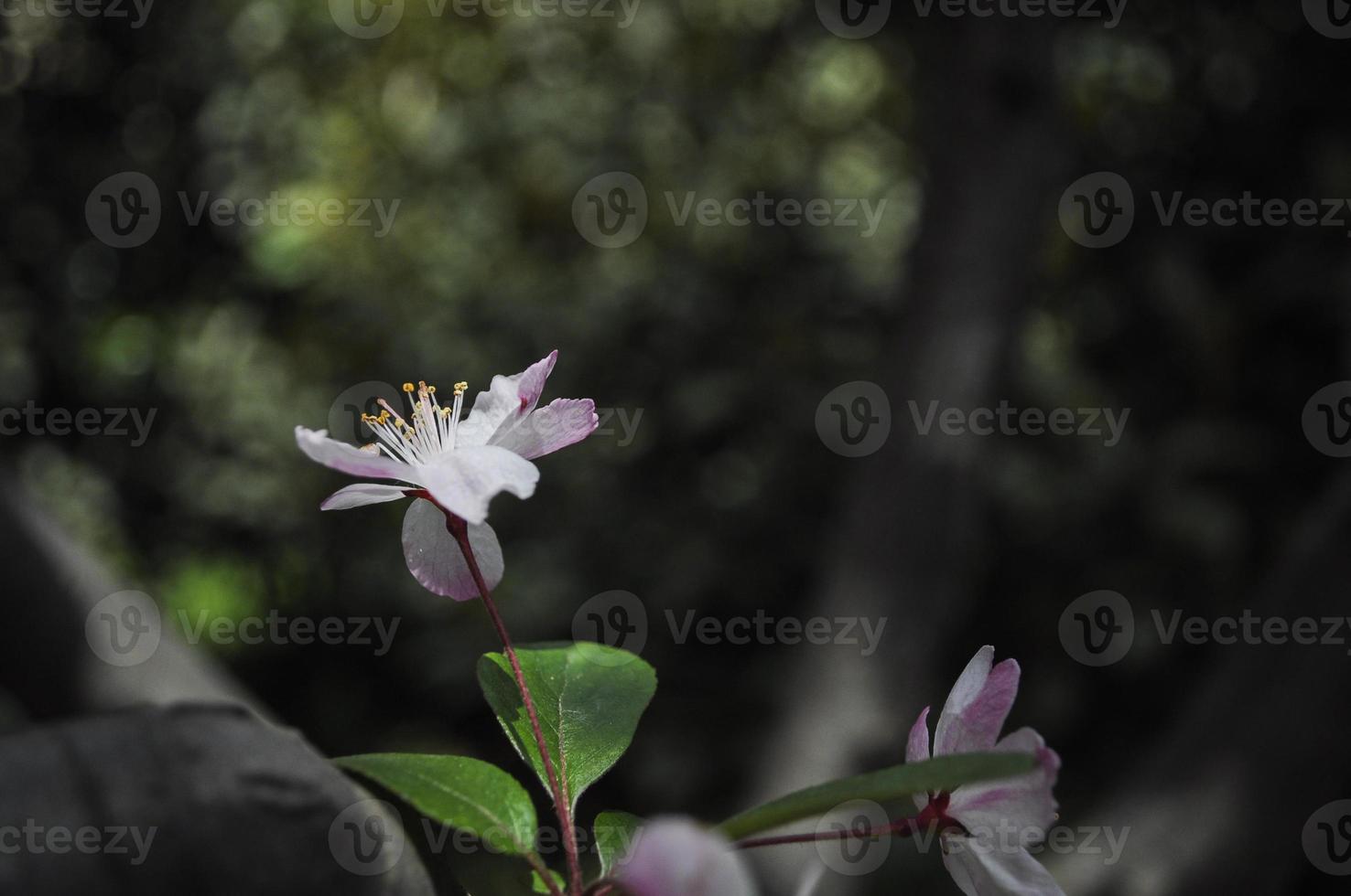 Closeup of pistil of a plum flower photo