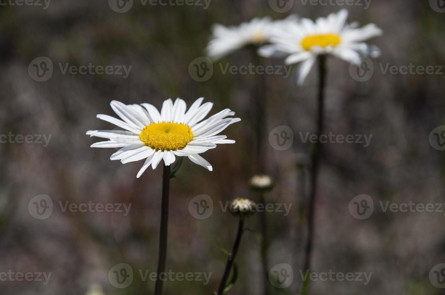 White wild daisy closeup with blurry background photo