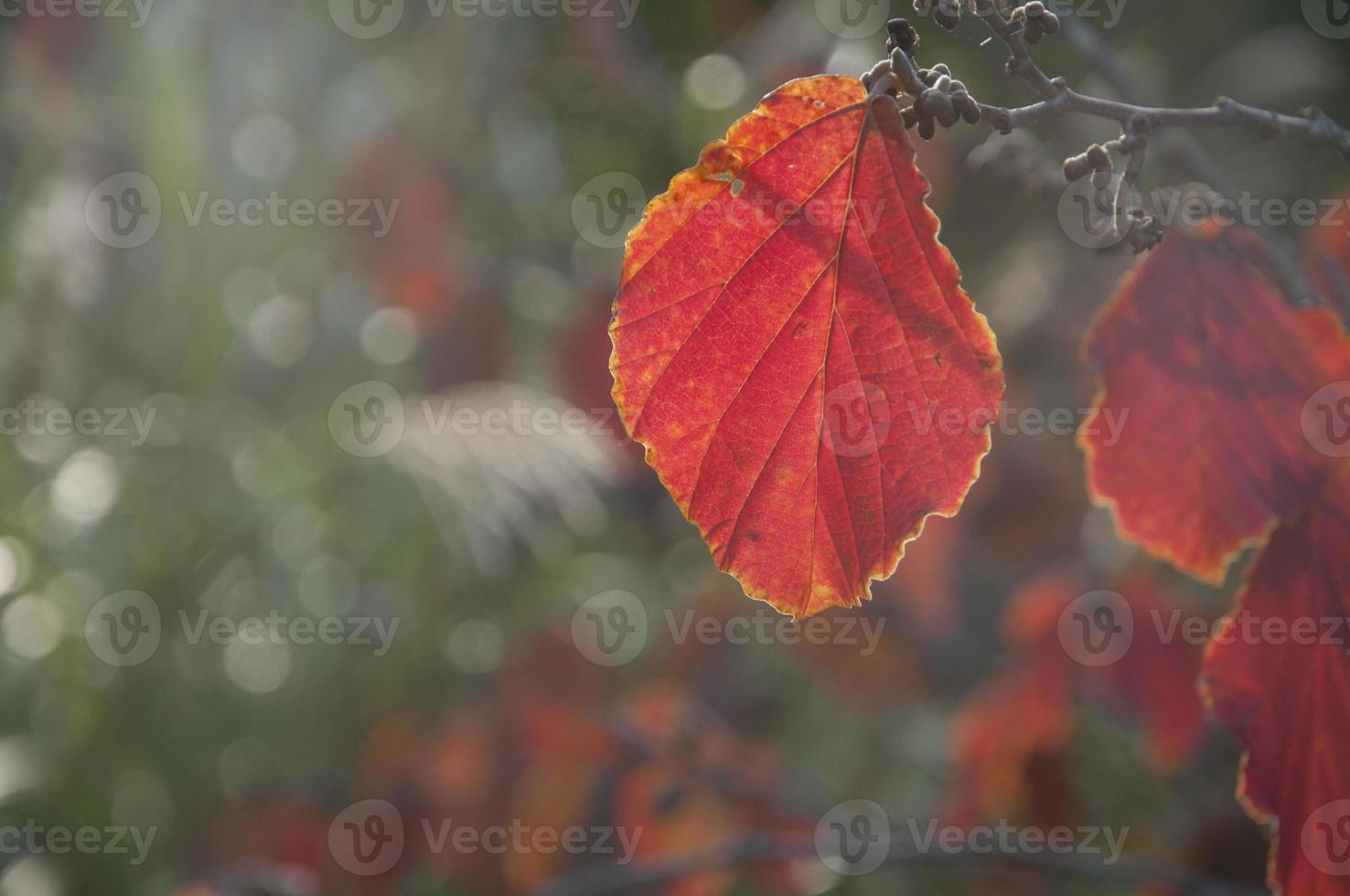 A red leaf in the sunlight. Close up with a blurry background. The leaf veins shaped beautiful patterns and texutures. photo