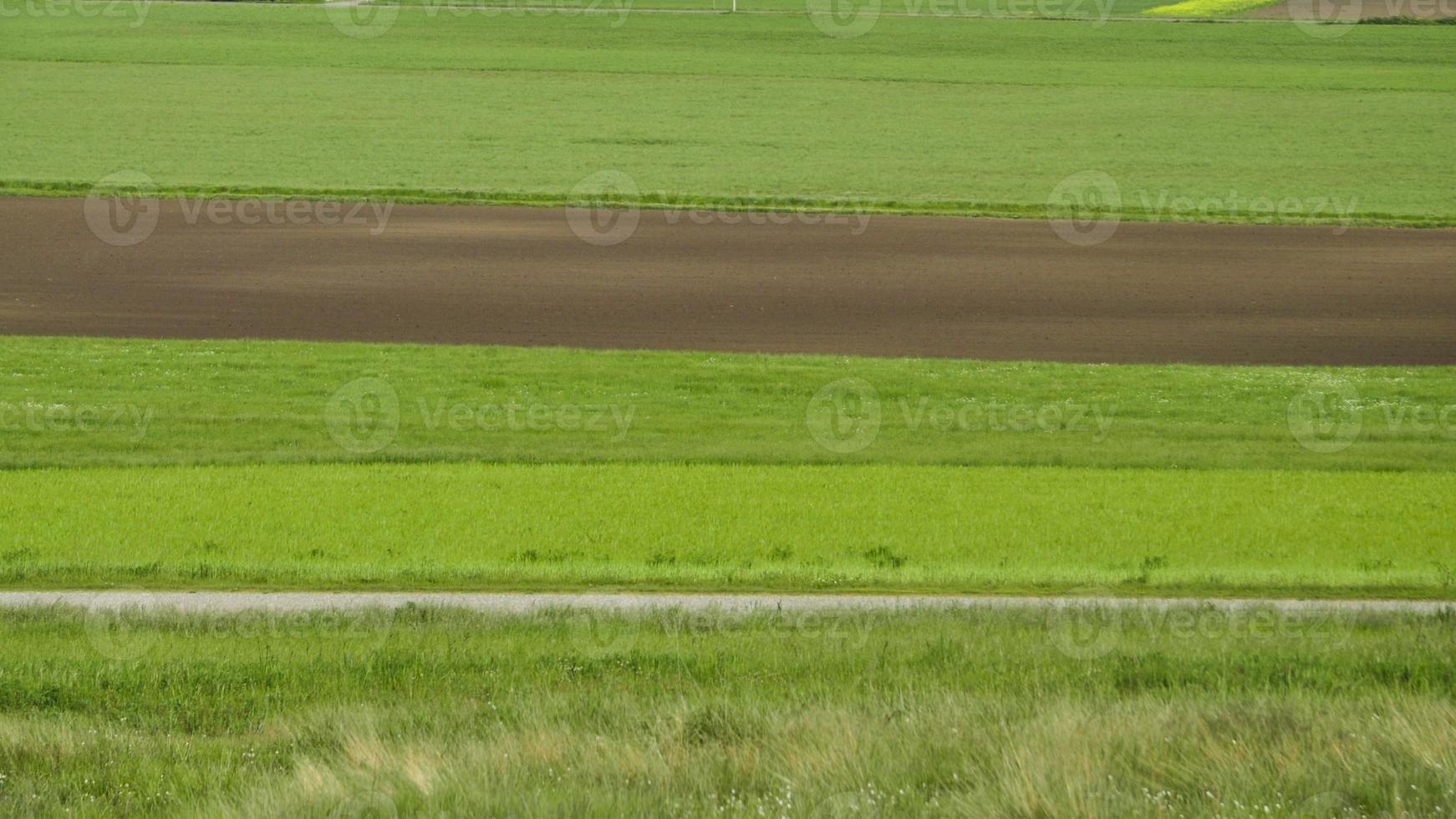 Field stripes in Summer photo