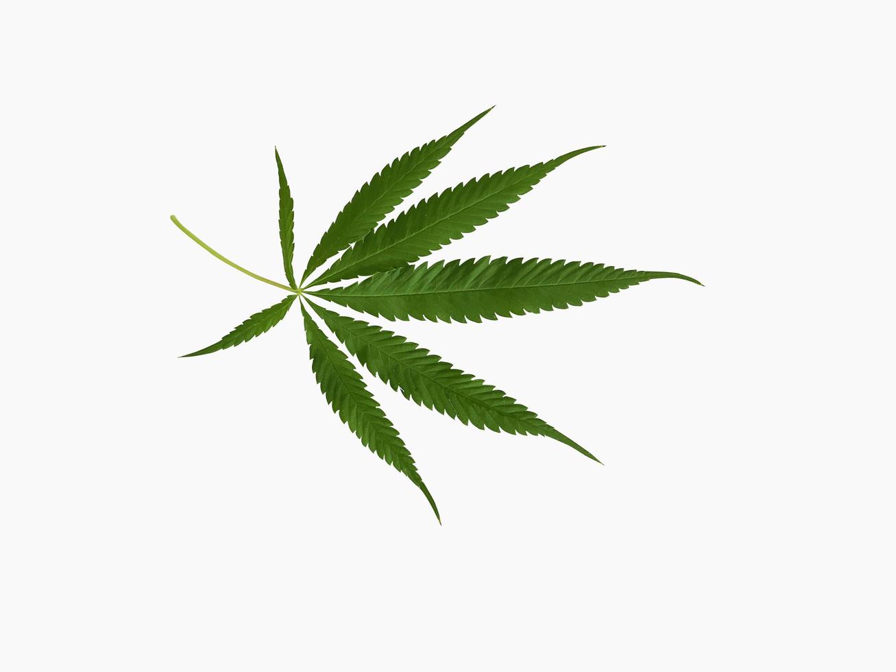 Green cannabis leaves isolated on white background growing medical marijuana,with clipping path. photo