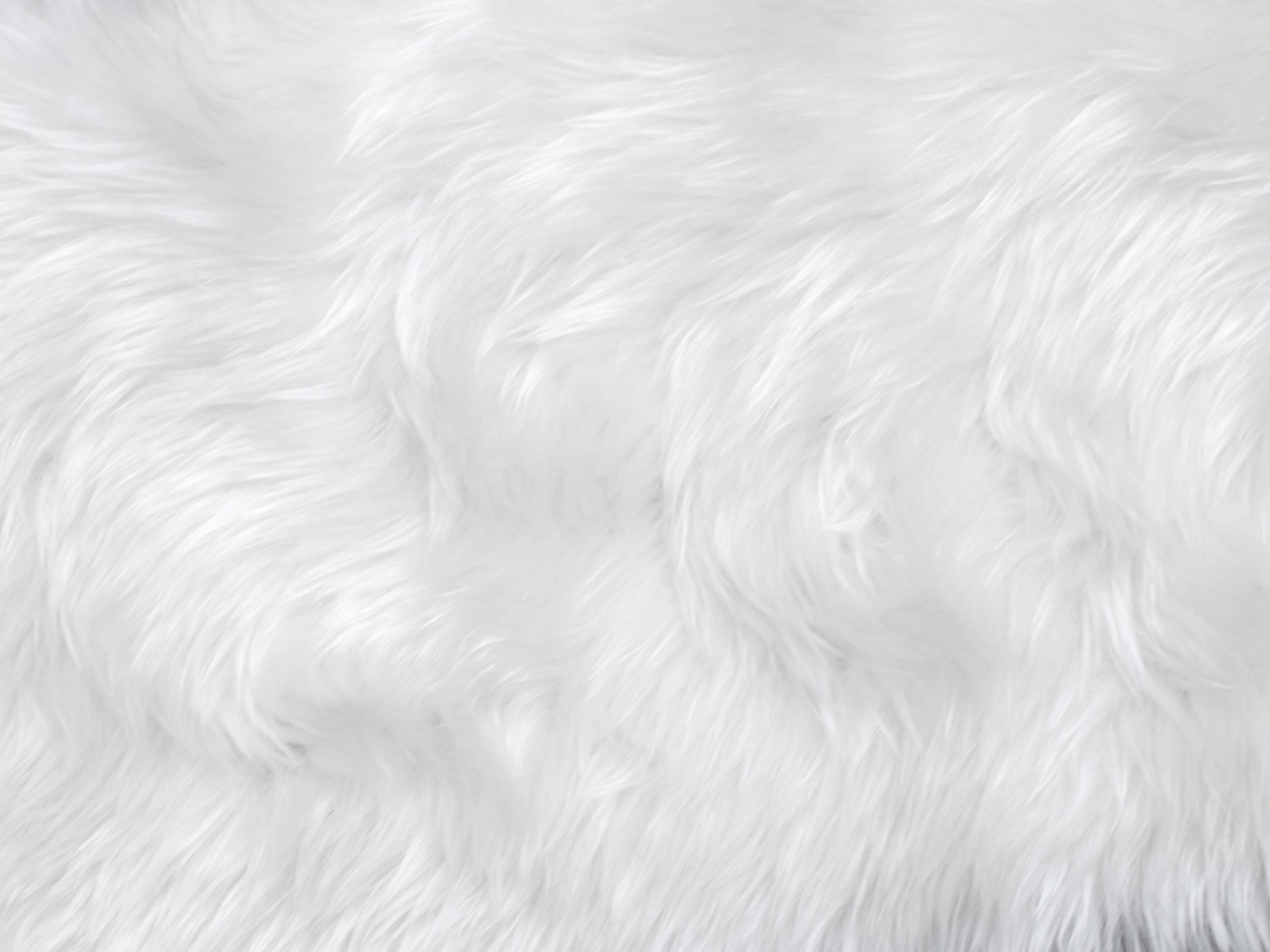 White Fluff, Lint Image & Photo (Free Trial)