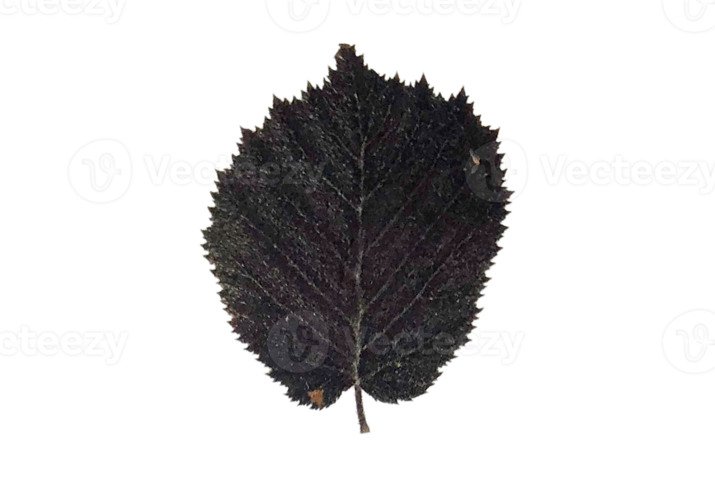 Black leaf isolated on a transparent background png