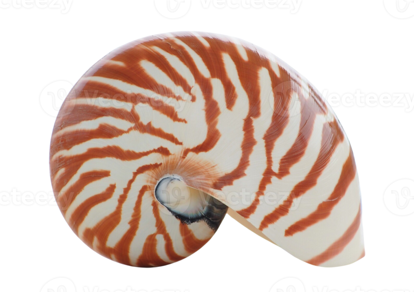 Seashell decoration isolated on a transparent background png