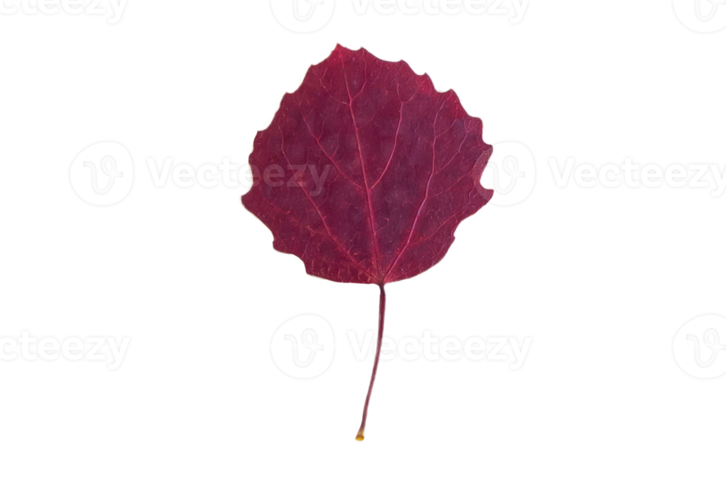 Purple leaf isolated on a transparent background png