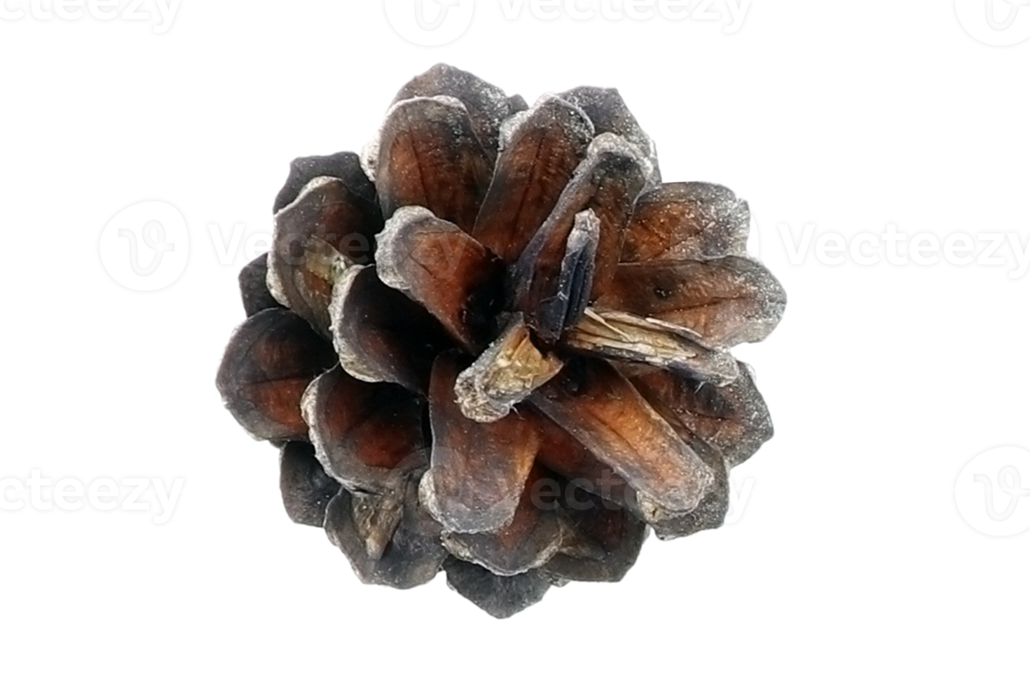Brown christmas pine cone isolated on a transparent background png