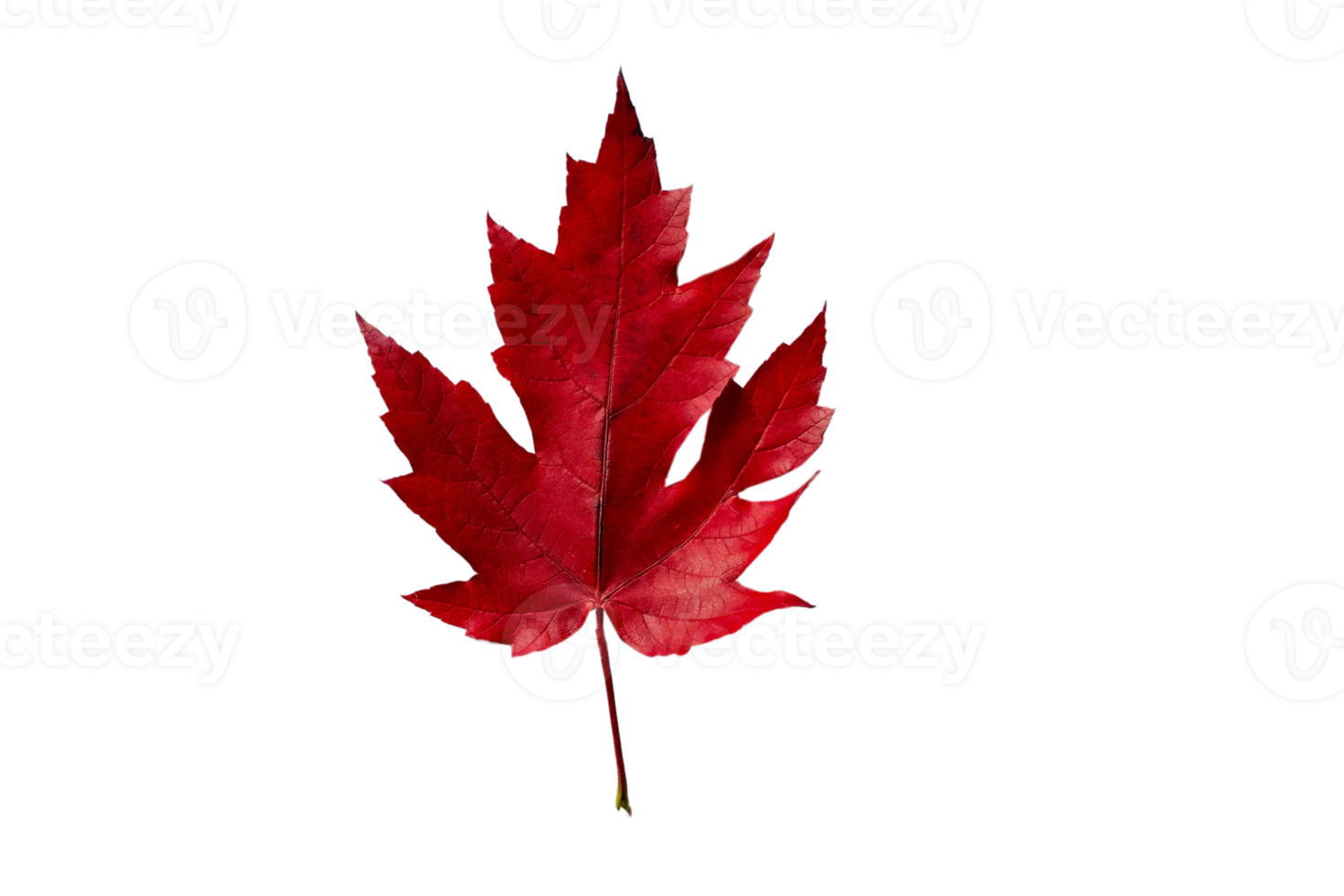 Red leaf tree isolated on a transparent background png