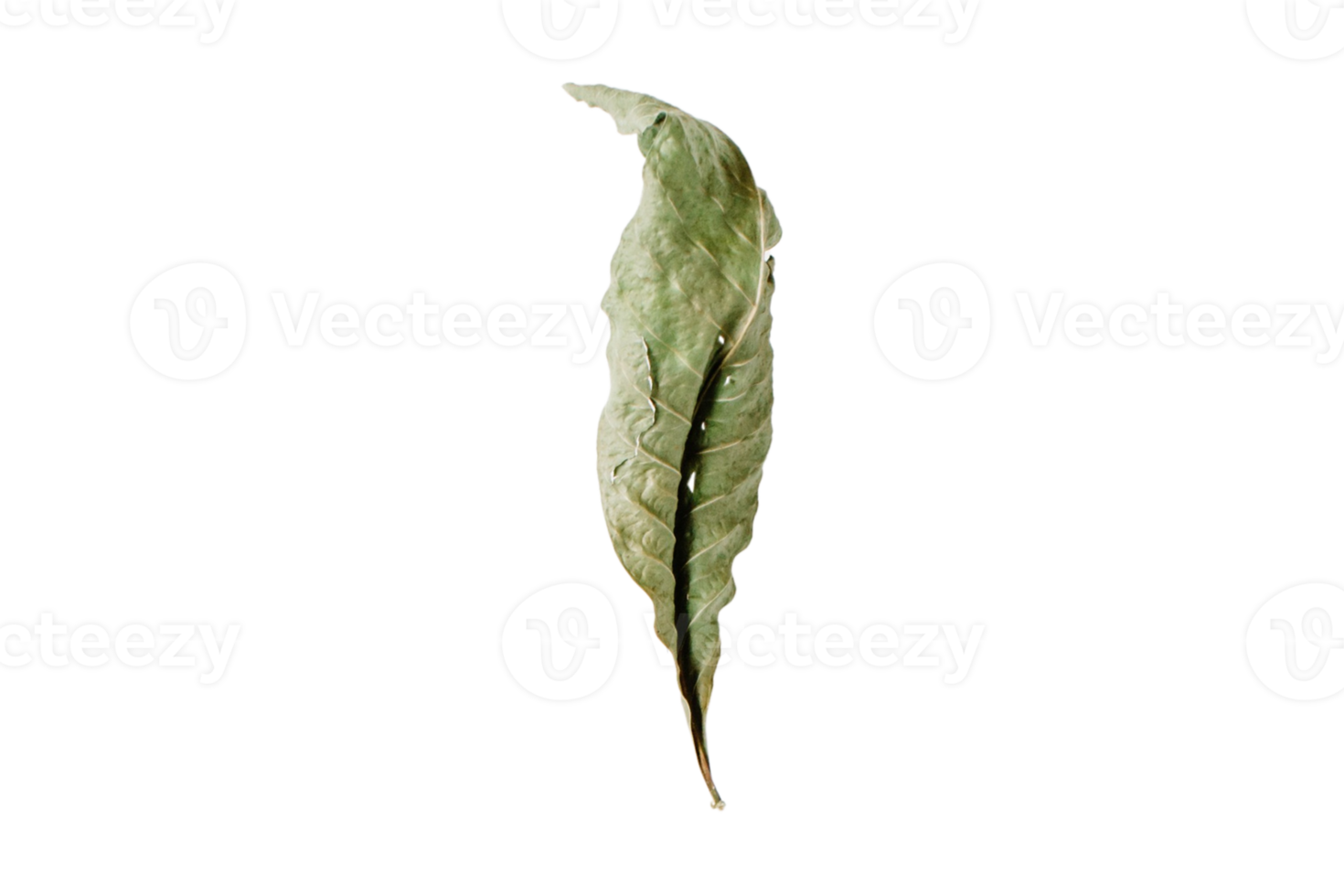 Green dried leaf isolated on a transparent background png