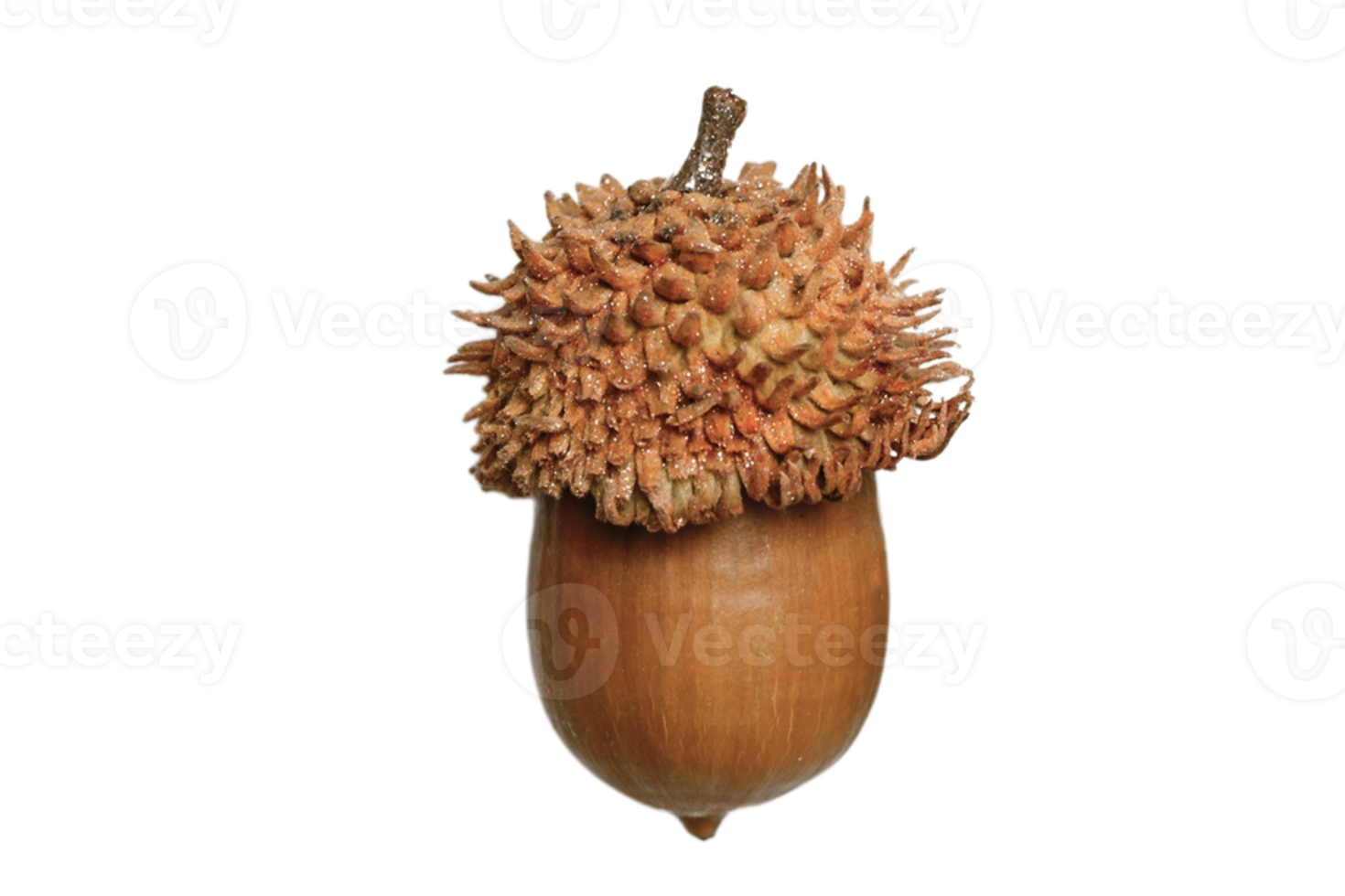 Brown acorn isolated on a transparent background png