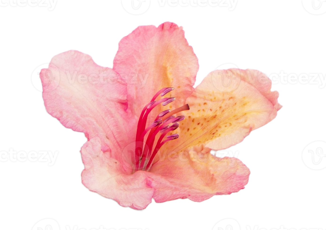 reste sig blomma isolerat på en transparent bakgrund png