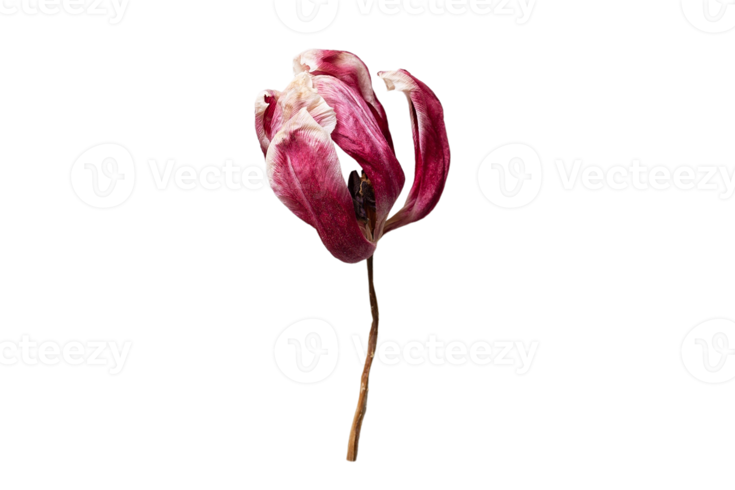 Red flower isolated on a transparent background png