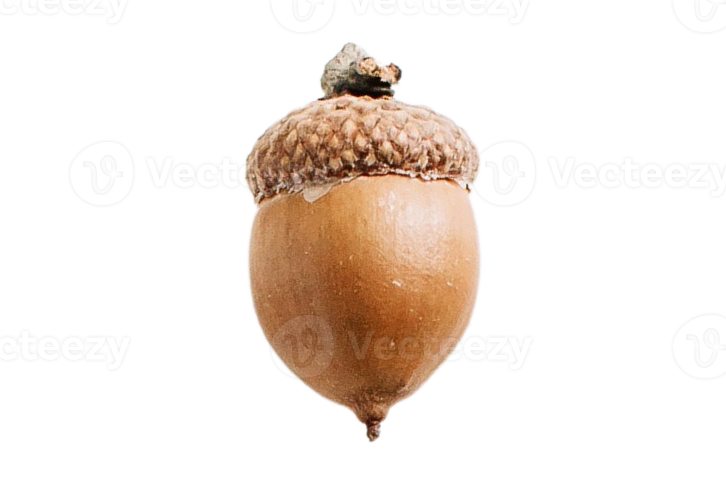 Acorn fruit isolated on a transparent background png