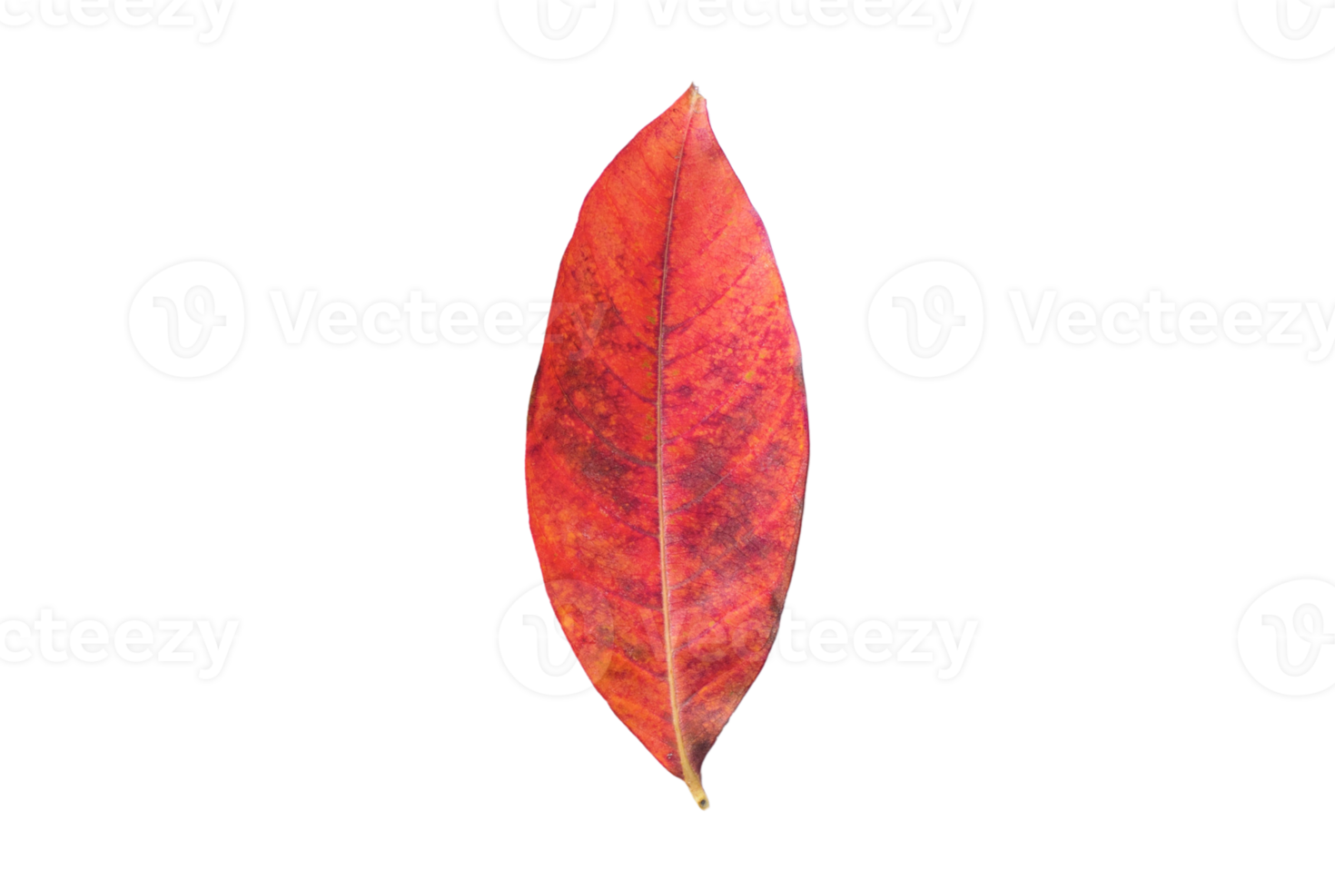Red leaf isolated on a transparent background png
