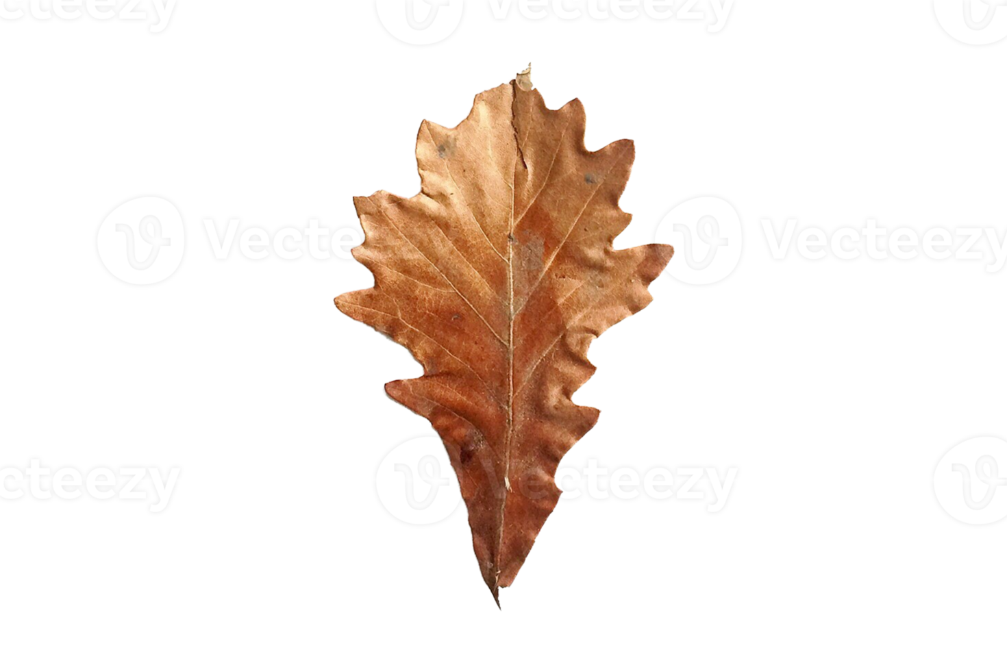 Dried leaves isolated on a transparent background png