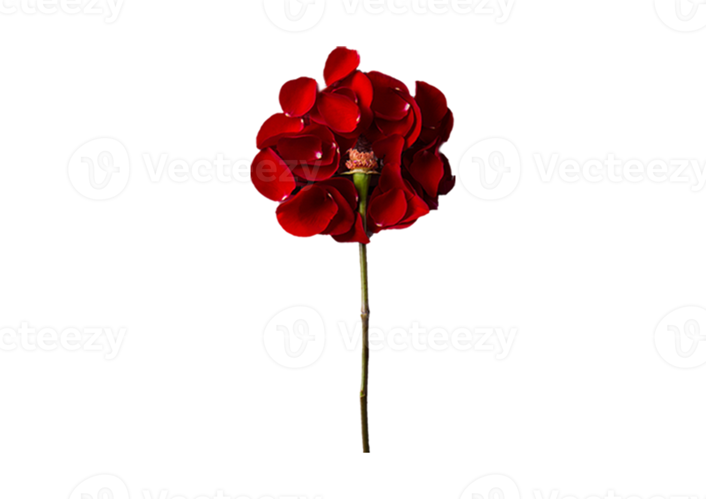 Red flower isolated on a transparent background png