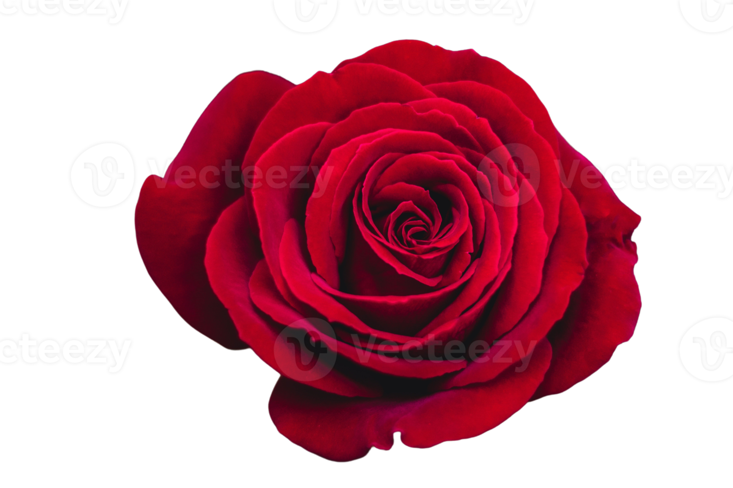 Red flower isolated on a transparent background png