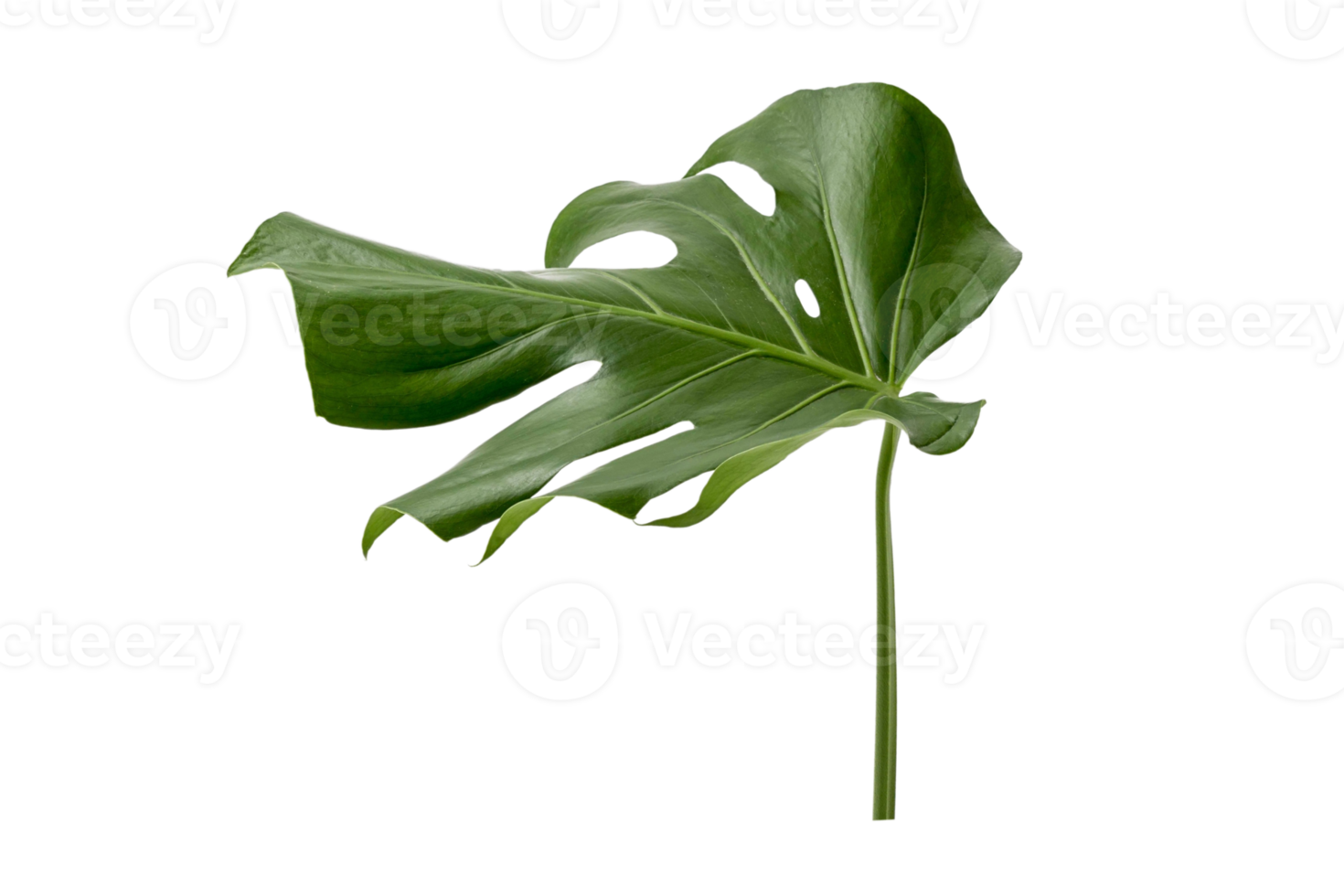Green leaf isolated on a transparent background png