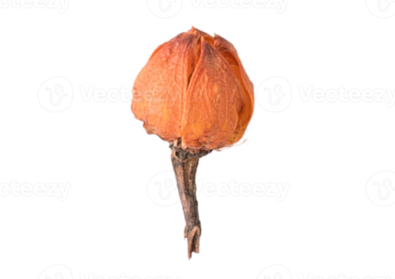 Dried flower is isolated on a transparent background png