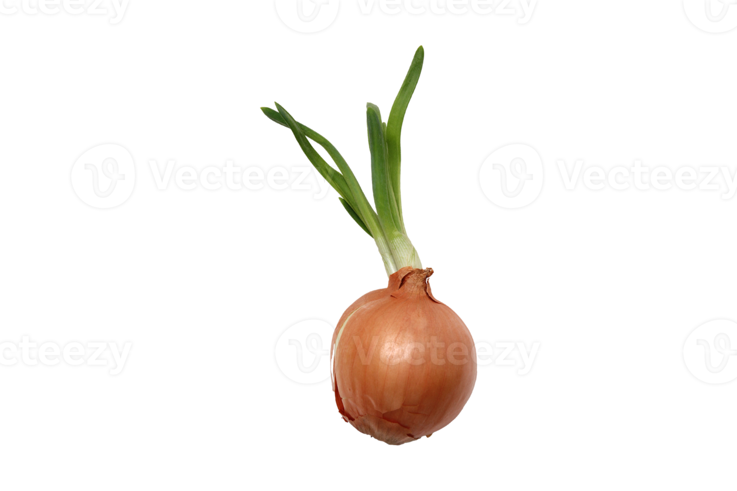 Fresh onion isolated on a transparent background png