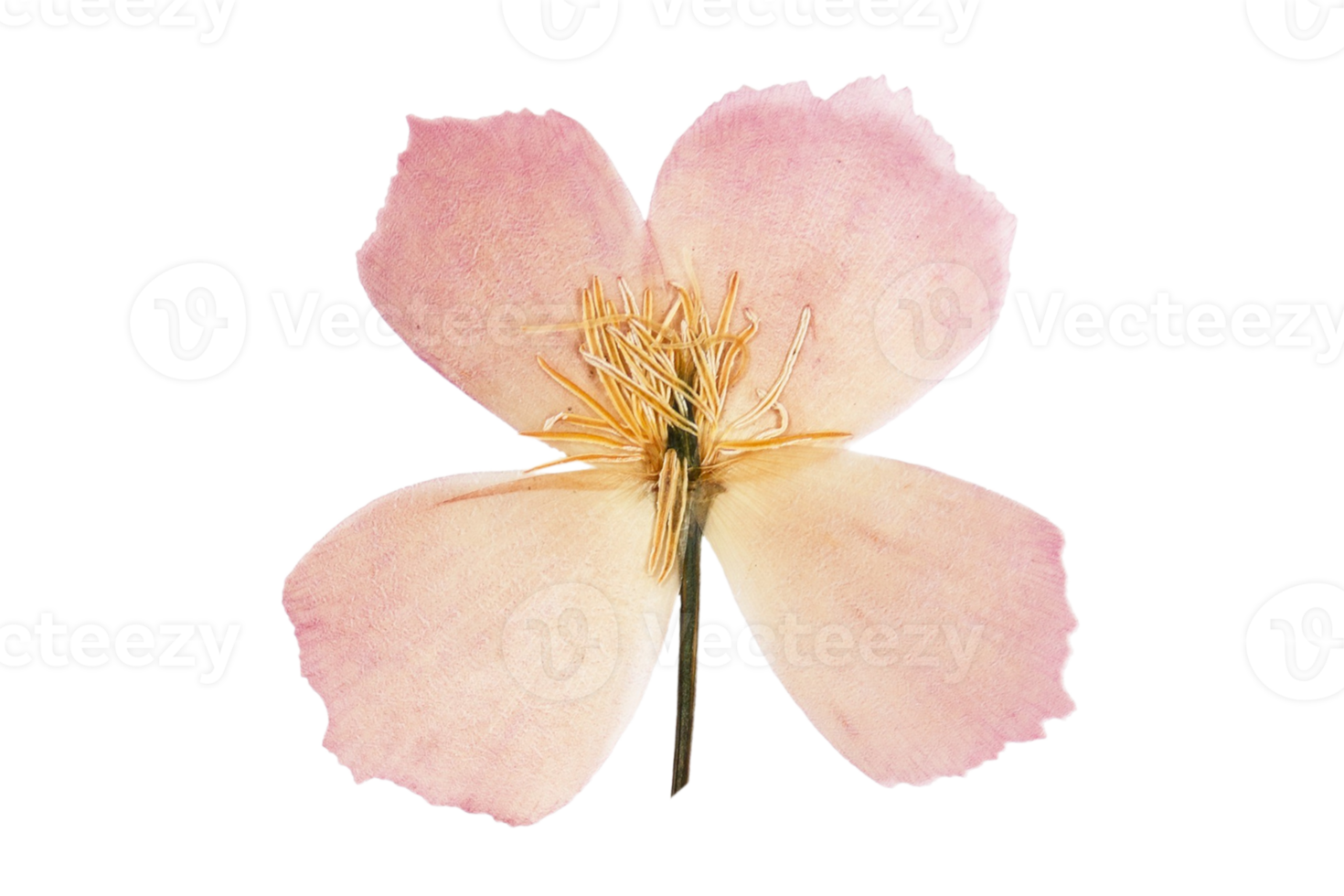 Pink flower isolated on a transparent background png