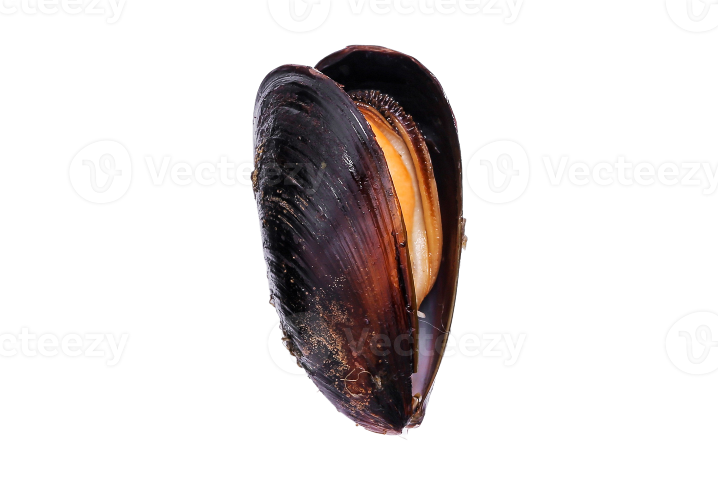 Oysters isolated on a transparent background png