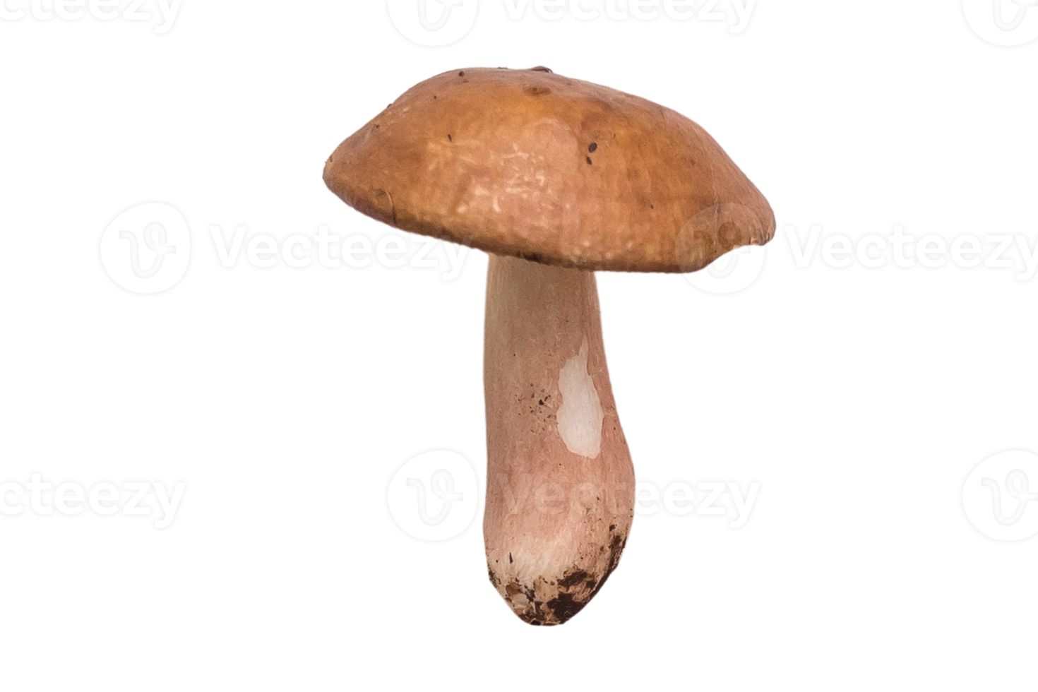 Mushroom vegetables isolated on a transparent background png