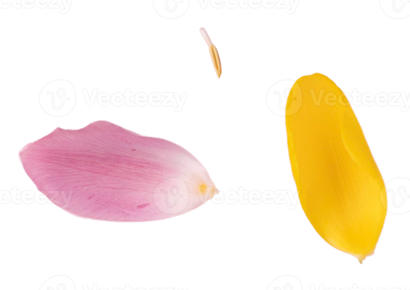 Rose and yellow petals isolated on a transparent background png