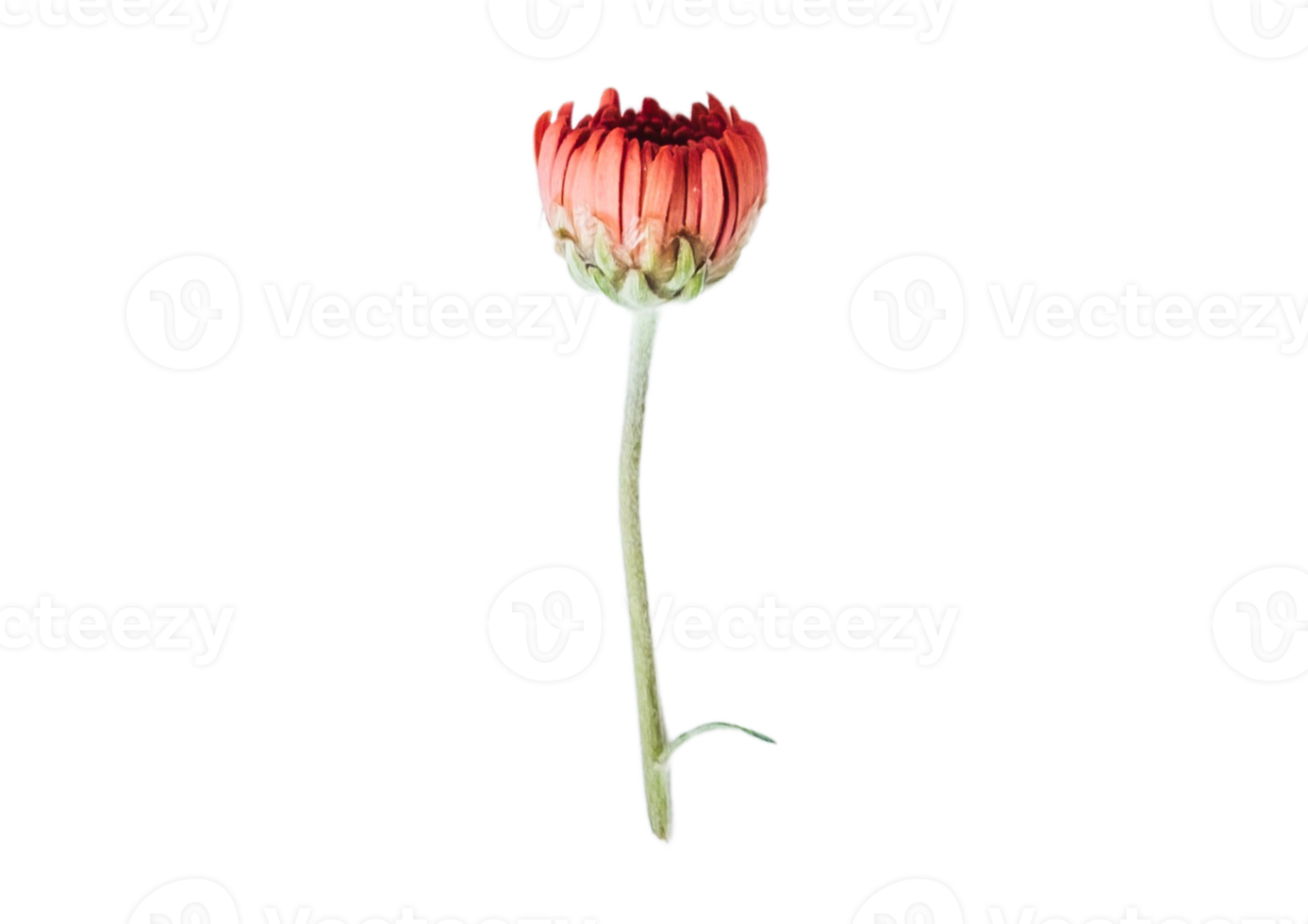 Red flower isolated on a transparent background png