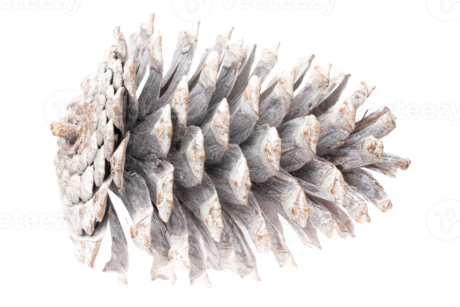 White pine cone isolated on a transparent background png