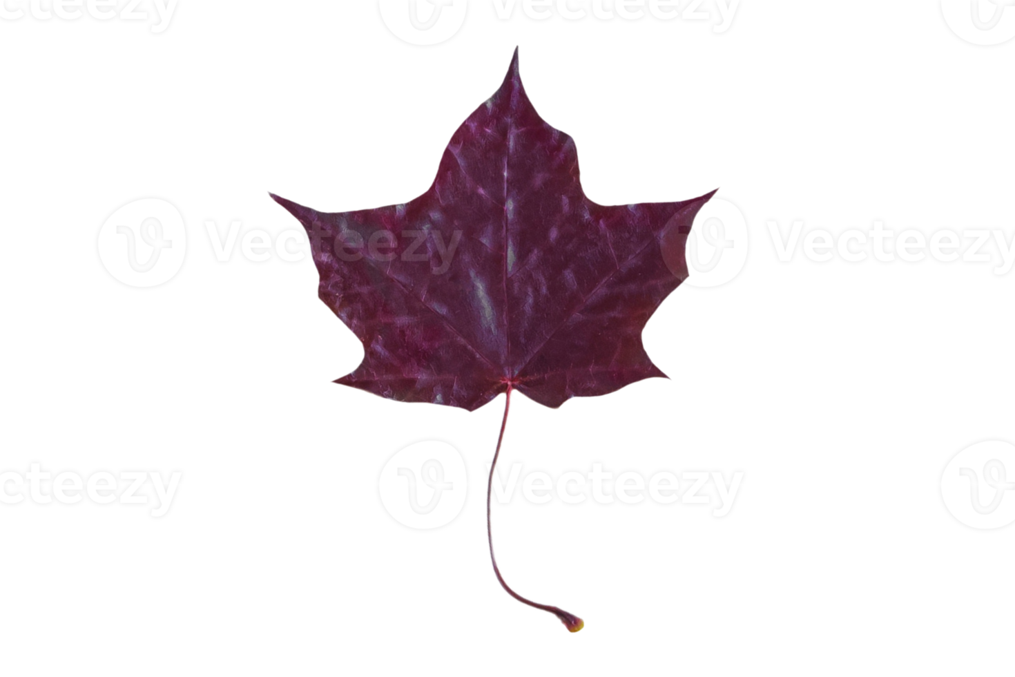 Purple flower isolated on a transparent background png