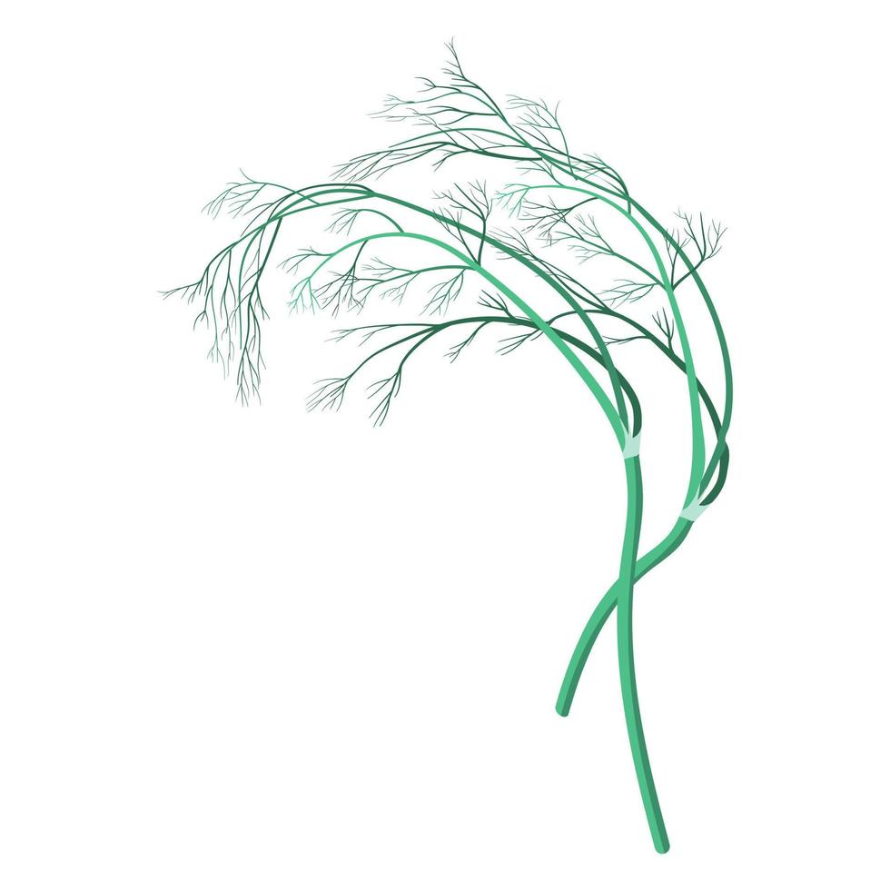 dill vector illustration on a white background.